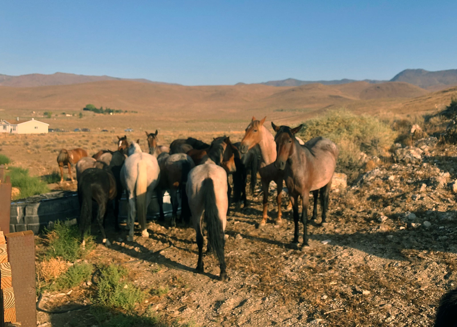 Herd of Horses